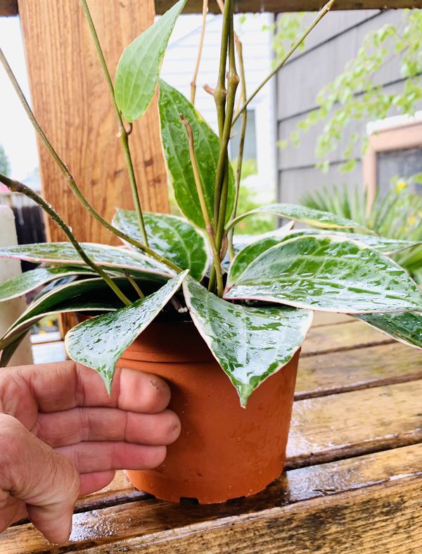 Live indoor Hoya Macrophylla variegata plant in a hanging