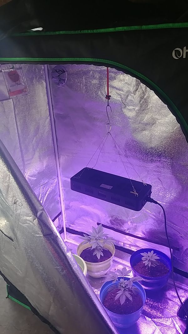 Grow tent 2x4 with led light for Sale in Los Angeles, CA OfferUp