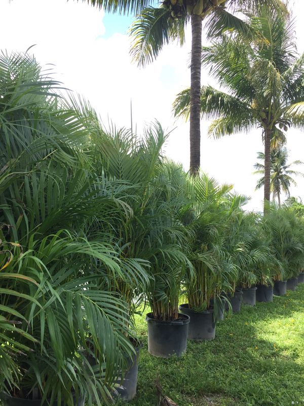 Areca palm trees for Sale in Miami, FL OfferUp