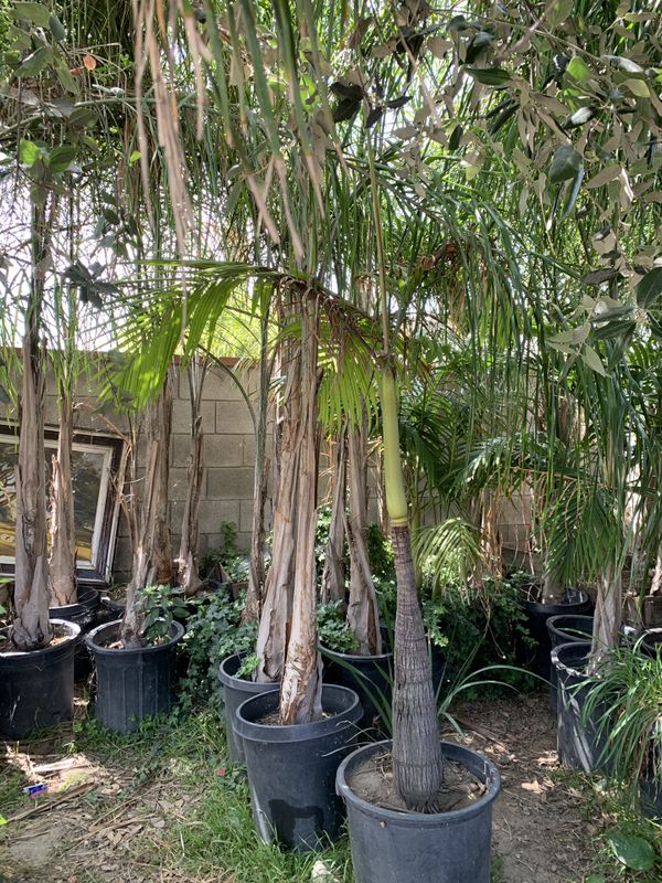 Palm trees for sale for Sale in Ontario, CA OfferUp