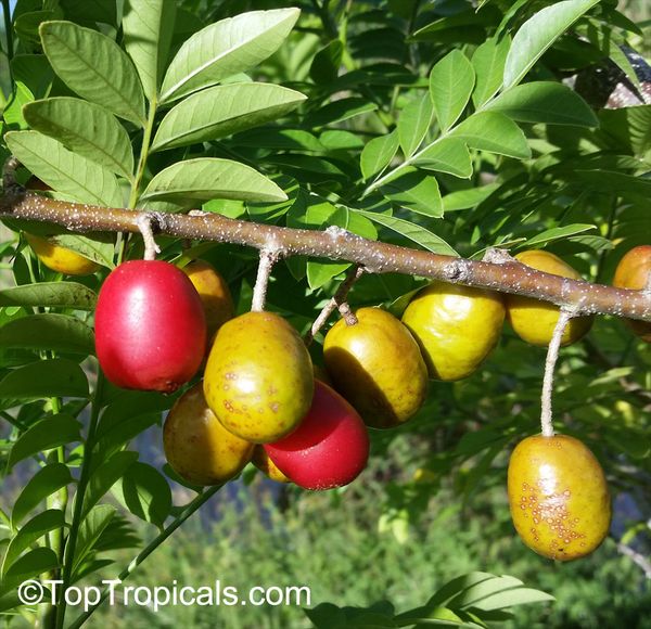 Red Hog plum trees in 3gal arboles de ciruela jocote en 3 gal for Sale