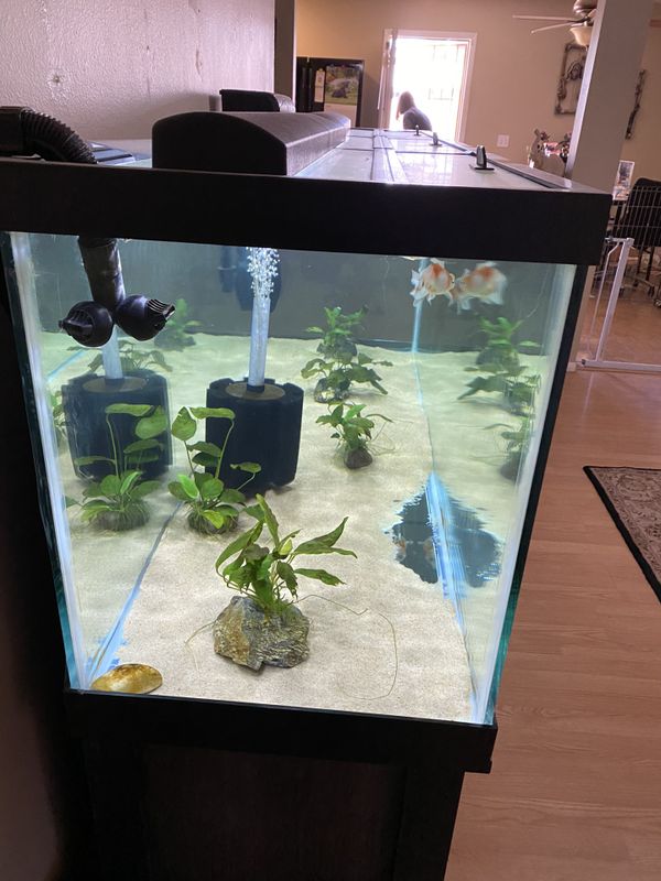 125 gallon tank aquarium and fluval fx4 filter for Sale in Mesa, AZ