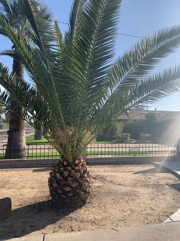 Pineapple palm tree for Sale in Phoenix, AZ OfferUp