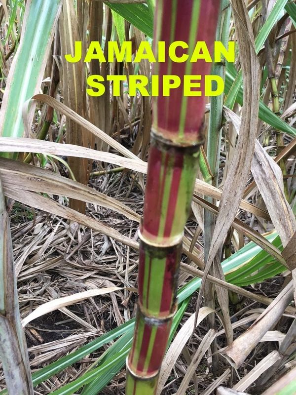 JAMAICAN STRIPED SUGAR CANE for Sale in Winter Haven, FL OfferUp