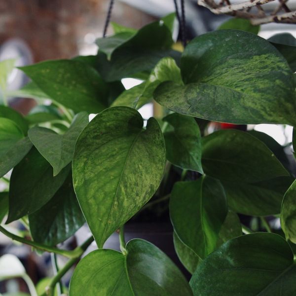 Jessenia Pothos Epipremnum Aureum *very rare* for Sale in Bull Valley