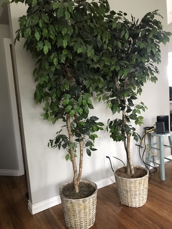 7’ tall silk ficus tree (pair) for Sale in BETHEL, WA OfferUp