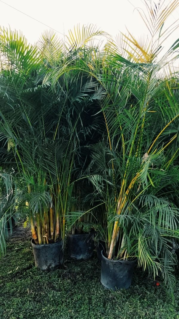 Areca Palms over 7' tall for Sale in Miami, FL OfferUp
