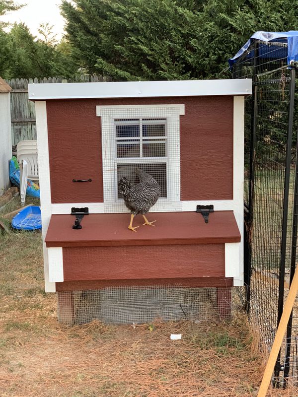  Chicken coop over easy medium for Sale in Ellicott City 