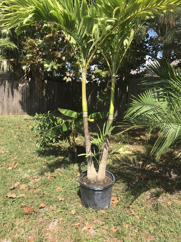 Adonidia palm for Sale in Winter Haven, FL OfferUp