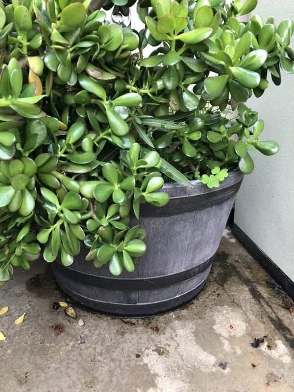 Large jade plant with pot for Sale in Fremont, CA - OfferUp