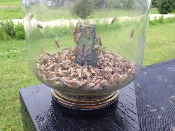 Greenhead Fly Traps for Sale in Cape May Court House, NJ - OfferUp
