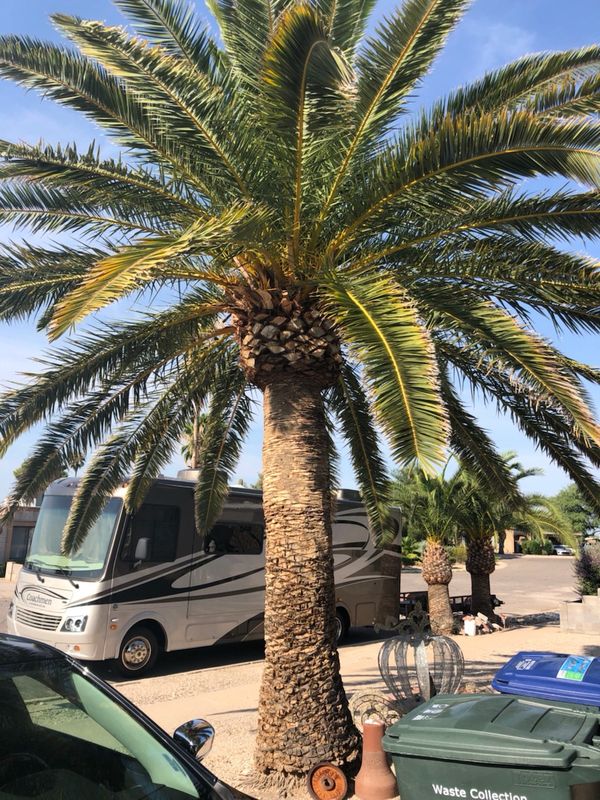 Palm Tree for Sale in Tucson, AZ OfferUp