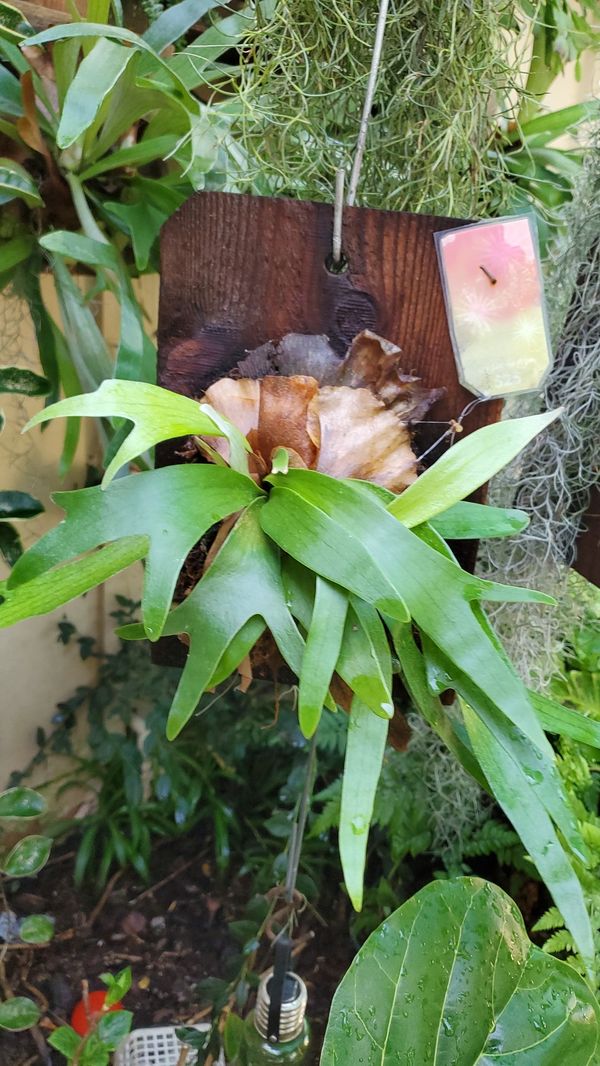 Staghorn Elkhorn Plants 25 & Up. Stag horn, garden, greenery, potted