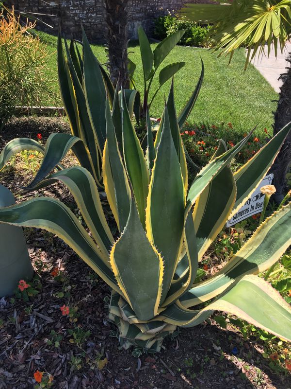 Blue Agave plants-very large for Sale in Corona, CA - OfferUp