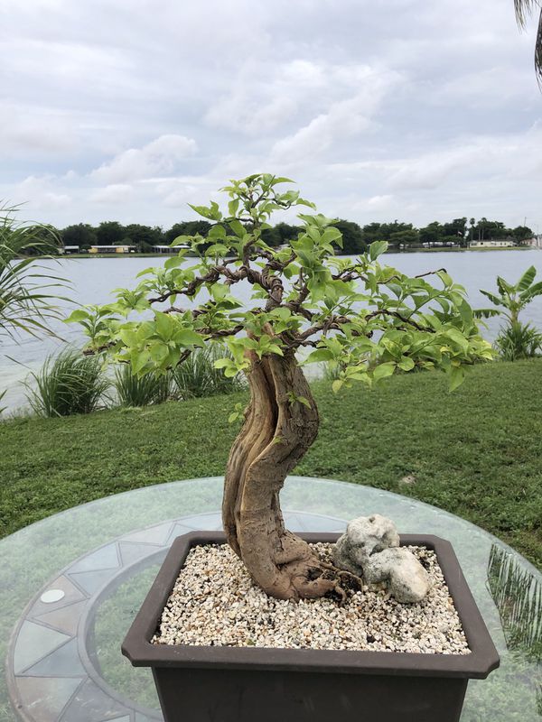 Bonsai tree for sale in Miami Gardens