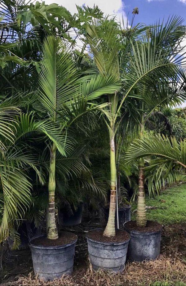 ROYAL PALM for Sale in Indiantown, FL OfferUp