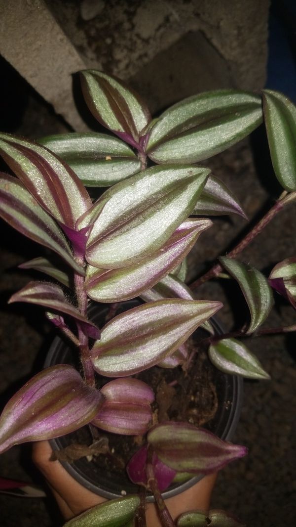 transcendentia zebrina 4" pot for Sale in Santa Ana, CA