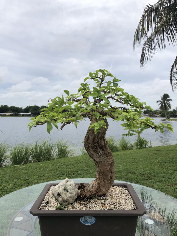Bonsai tree for Sale in Miami Gardens, FL OfferUp
