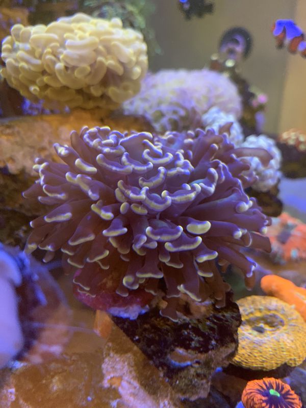 Orange Gold Tip Hammer Coral for Sale in Santa Ana, CA - OfferUp