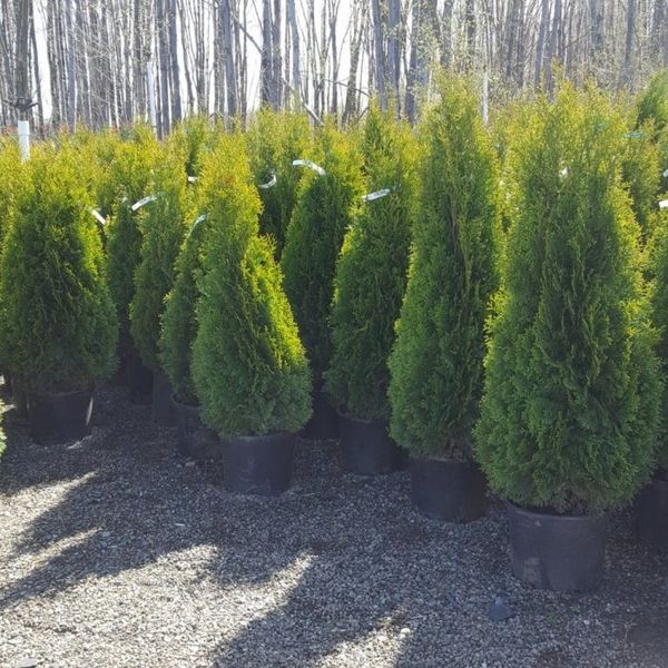 Emerald Green Arborvitae Trees 5ft for Sale in Bellevue, WA - OfferUp