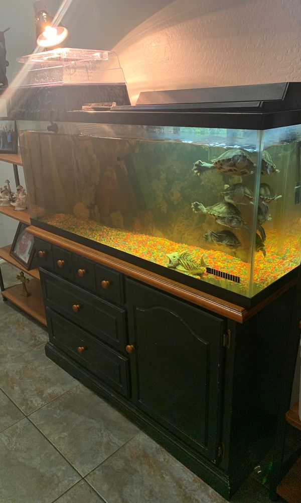 modern turtle tank and stand