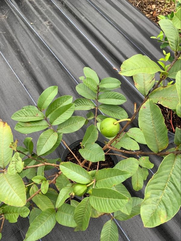 Pink Guava Tree Sale!!! 45.00 7 gl for Sale in Miami, FL