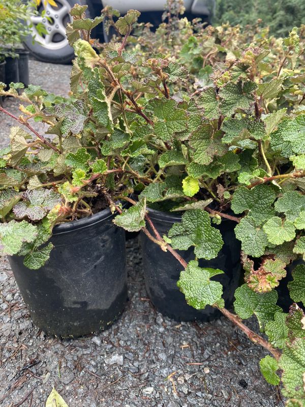 Creeping Raspberry evergreen ground cover plant for Sale in Puyallup