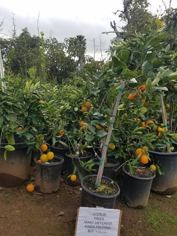 KUMQUAT TREES CALAMONDIN TREES GRAPEFRUIT TREES POMELO TREES LIME