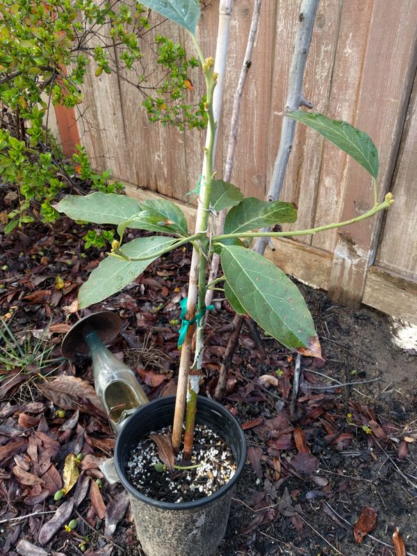 Kona sharwil avocado tree for Sale in San Diego, CA - OfferUp