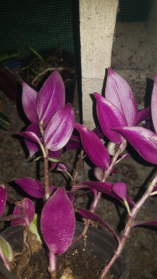 transcendentia zebrina 4" pot for Sale in Santa Ana, CA