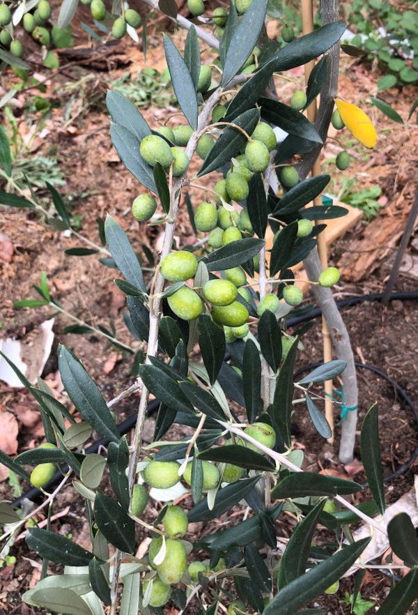 Fruit bearing olive trees! 6' tall! for Sale in Seattle ...