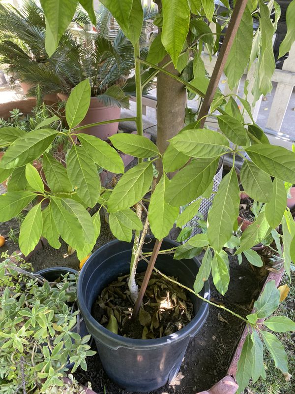 Hass Avocado tree for Sale in Phillips Ranch, CA OfferUp