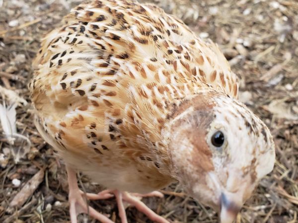 Fresh Cage Free Quail Eggs, Local Delivery Available for Sale in