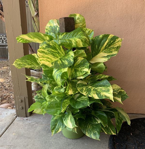 Giant Golden Pothos Totem House Plant For Sale In San Diego CA OfferUp   797ef62c7c46483aaaa4de941f9f4d85 