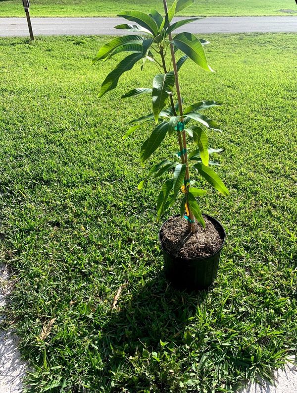 Orange Sherbet Mango Tree for Sale in Port St. Lucie, FL