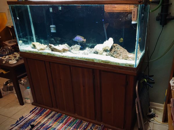 110 Gallon Oceanic Aquarium for Sale in Gainesville, FL - 512D3ec106f94e069257b63660205195