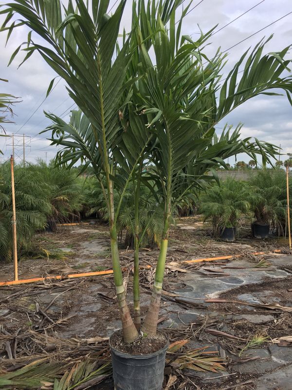 Triple Christmas palm trees for Sale in Opa-locka, FL - OfferUp