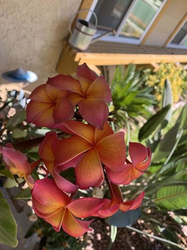 Plumeria for Sale in Riverside, CA OfferUp