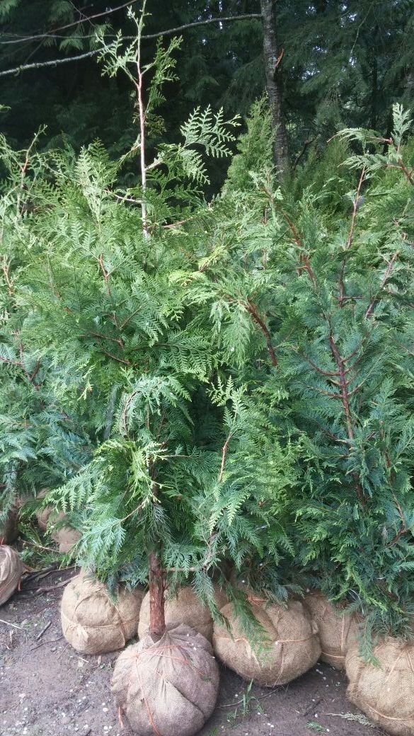 Excelsa Cedar Trees For Privacy for Sale in Snohomish, WA OfferUp